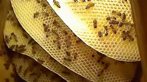 蜜蜂在窗外筑巢 廣東省陸豐縣